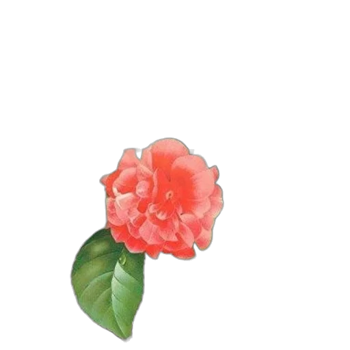 flower, crown, jewelry, staff transparent PNG cut-out