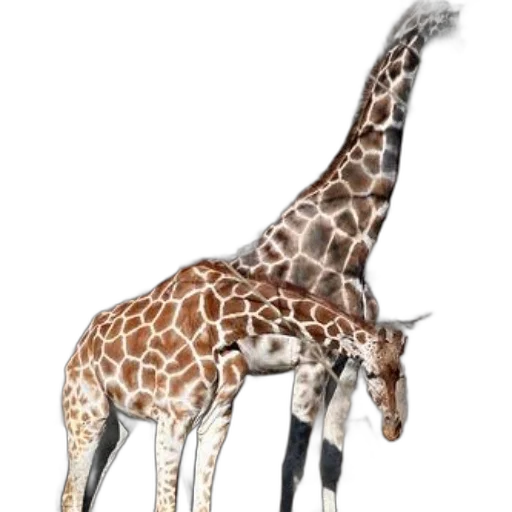 animal, creature, staff, concept art transparent PNG cut-out