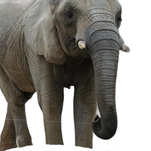 animal, creature, staff, weapon transparent PNG cut-out