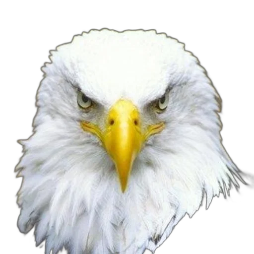 face, animal, weapon, crown transparent PNG cut-out