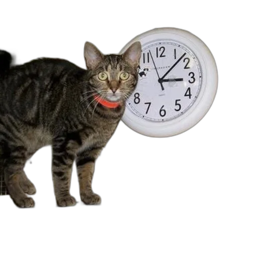 animal, 3d render, photorealistic, cat transparent PNG cut-out