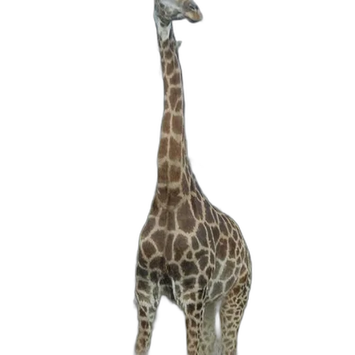 animal, creature, staff, hat transparent PNG cut-out