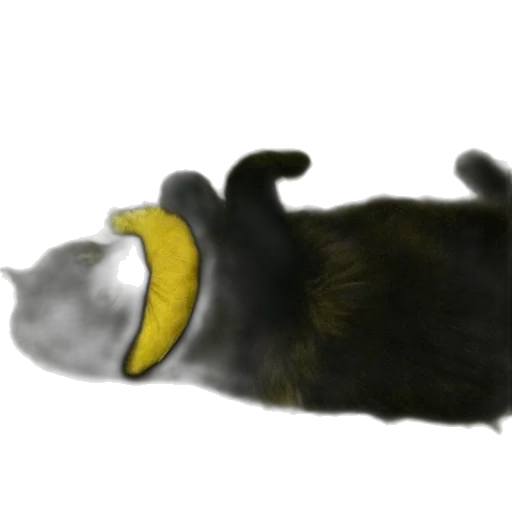 animal, creature, staff, food transparent PNG cut-out