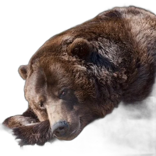animal, creature, photorealistic, concept art transparent PNG cut-out