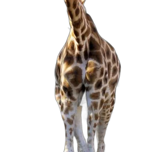 animal, creature, staff, face transparent PNG cut-out