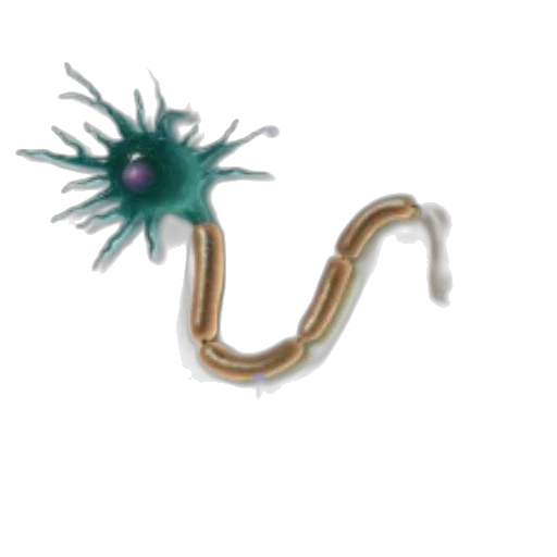 staff, creature, flower, hair transparent PNG cut-out