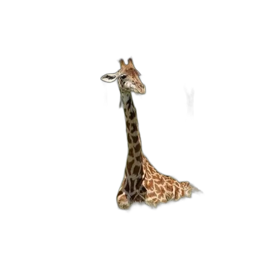 animal, creature, hat, shoes transparent PNG cut-out