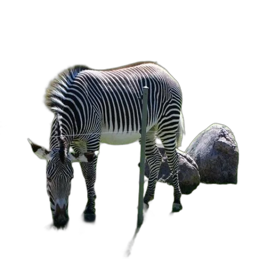 animal, creature, robot, hat transparent PNG cut-out