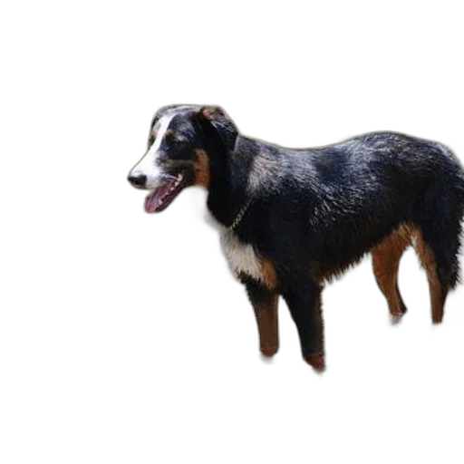 animal, creature, staff, face transparent PNG cut-out
