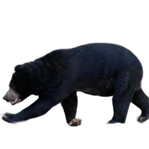 animal, creature, staff, food transparent PNG cut-out