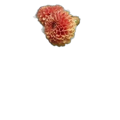 flower, crown, food, jewelry transparent PNG cut-out