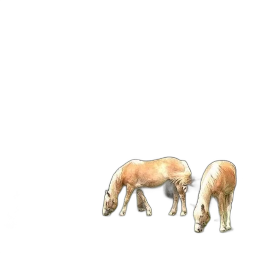 animal, furniture, creature, hair transparent PNG cut-out