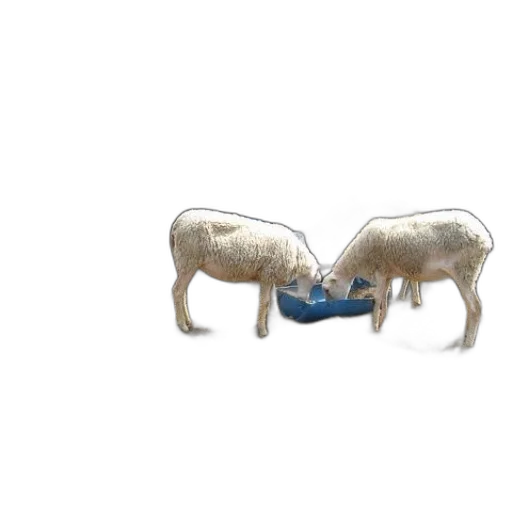 animal, furniture, food, jewelry transparent PNG cut-out
