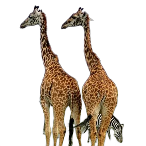 animal, creature, staff, 3d render transparent PNG cut-out