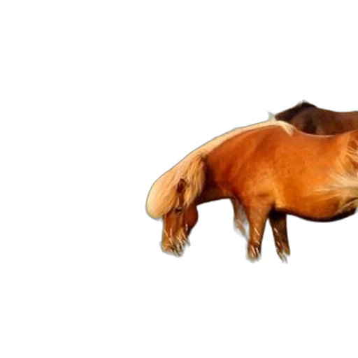 animal, creature, hair, furniture transparent PNG cut-out