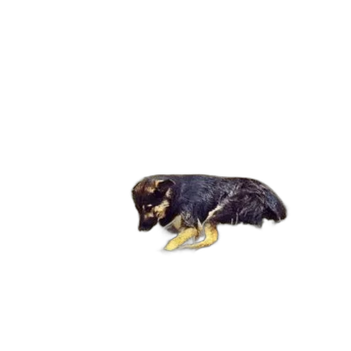 animal, jewelry, creature, staff transparent PNG cut-out