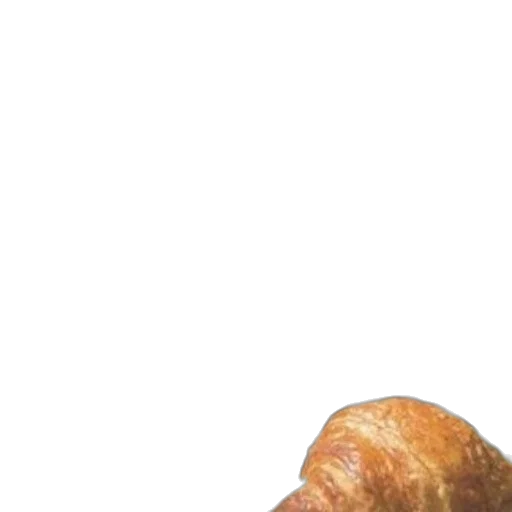 food, animal, shoes, creature transparent PNG cut-out