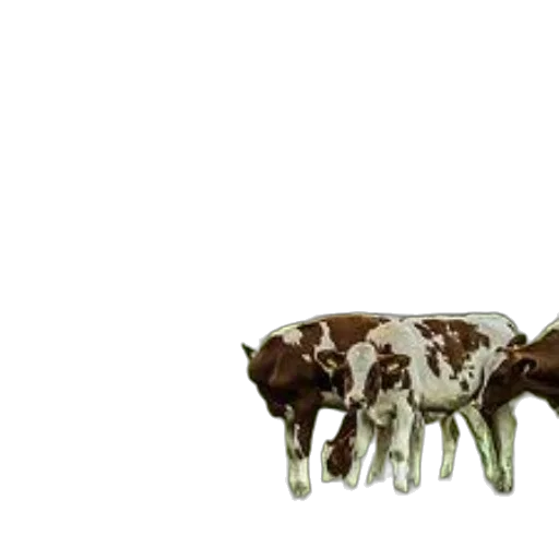 animal, food, jewelry, crown transparent PNG cut-out