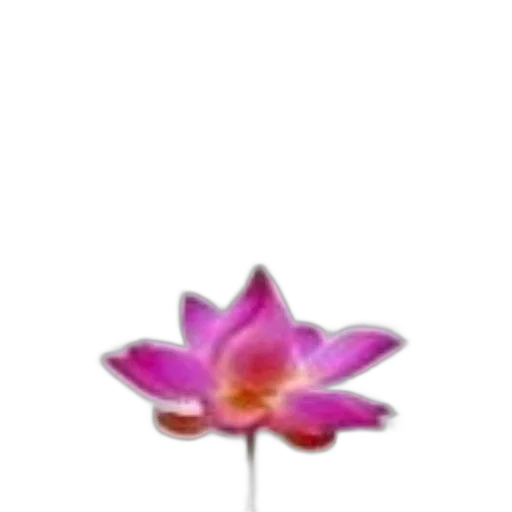 flower, staff, jewelry, crown transparent PNG cut-out