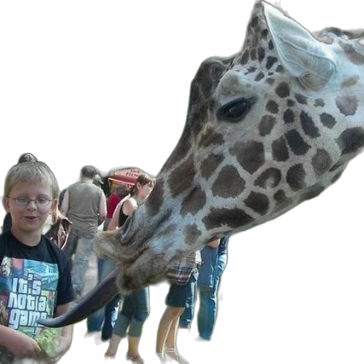 animal, creature, face, staff transparent PNG cut-out