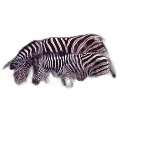 animal, creature, hair, dragon transparent PNG cut-out