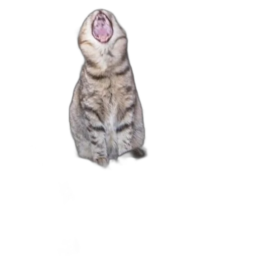 animal, creature, jacket, dress transparent PNG cut-out