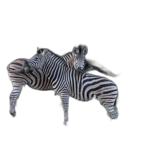 animal, creature, jewelry, furniture transparent PNG cut-out