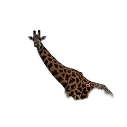 animal, creature, shoes, staff transparent PNG cut-out