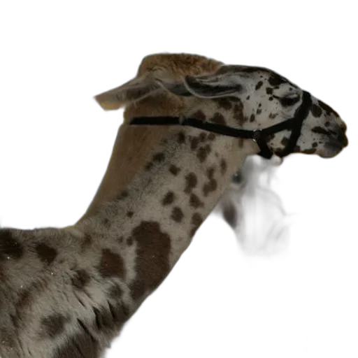 animal, staff, creature, jewelry transparent PNG cut-out