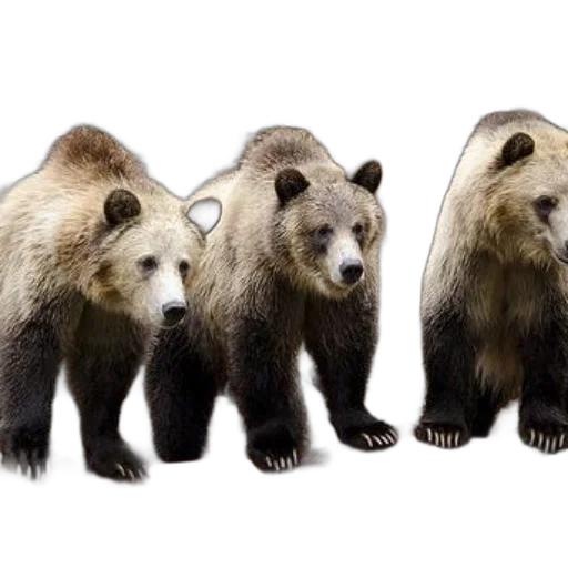 animal, photorealistic, concept art, 3d render transparent PNG cut-out