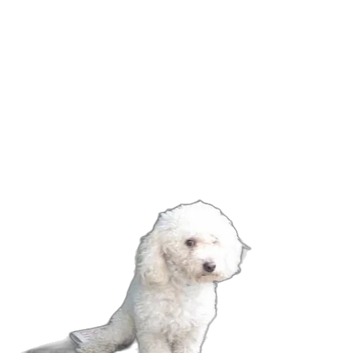 animal, creature, staff, hair transparent PNG cut-out