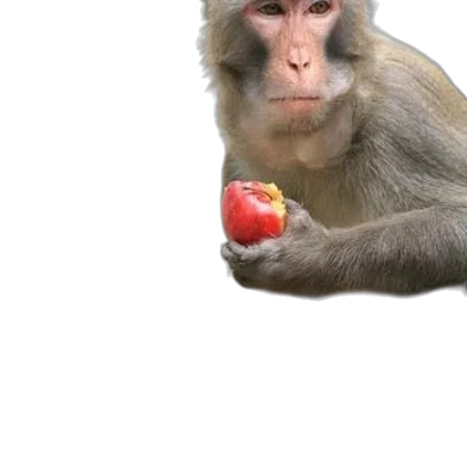 animal, food, creature, staff transparent PNG cut-out