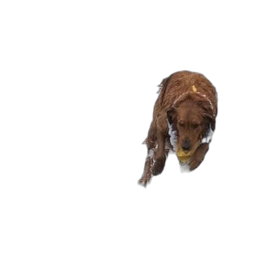 animal, creature, staff, face transparent PNG cut-out