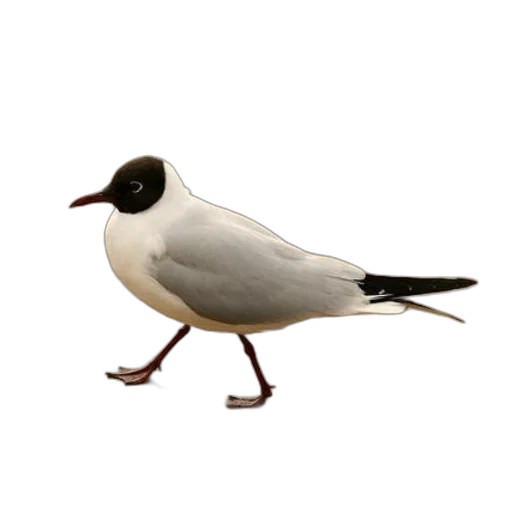 animal, staff, shoes, food transparent PNG cut-out