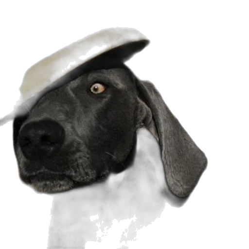 hat, staff, animal, crown transparent PNG cut-out