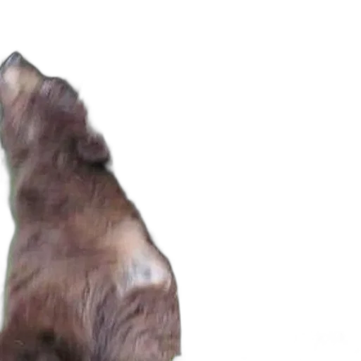 animal, creature, hair, face transparent PNG cut-out