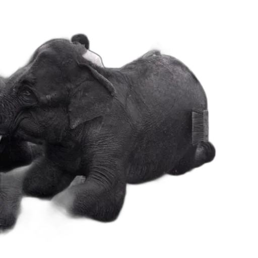 animal, creature, 3d render, photorealistic transparent PNG cut-out
