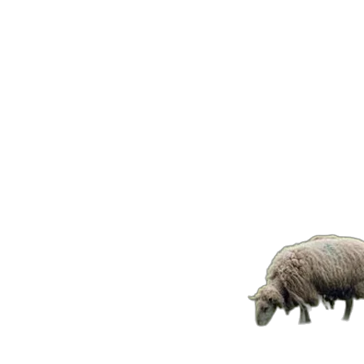 animal, creature, hair, weapon transparent PNG cut-out