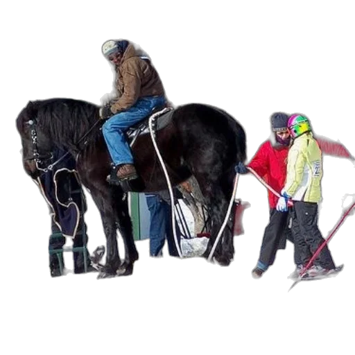 animal, person, rides, horse transparent PNG cut-out