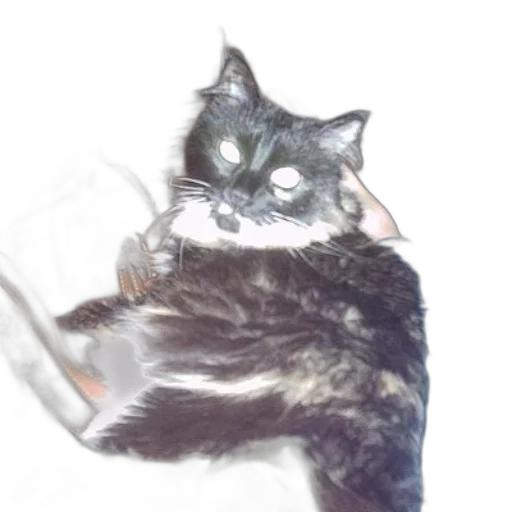animal, creature, staff, face transparent PNG cut-out