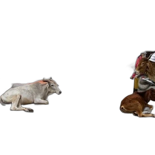 animal, concept art, 3d render, photorealistic transparent PNG cut-out