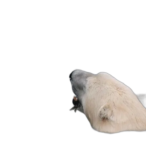 animal, creature, hair, hat transparent PNG cut-out