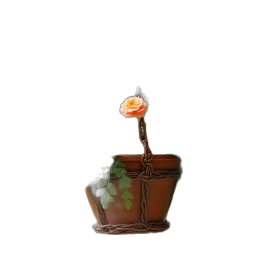 crown, flower, furniture, hat transparent PNG cut-out