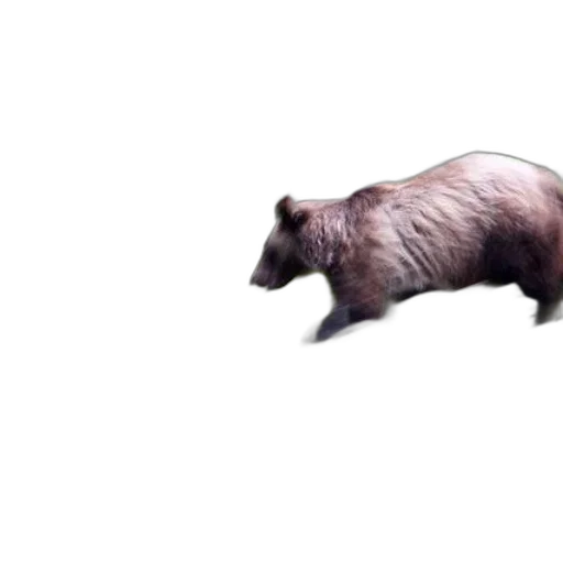 animal, creature, hair, weapon transparent PNG cut-out