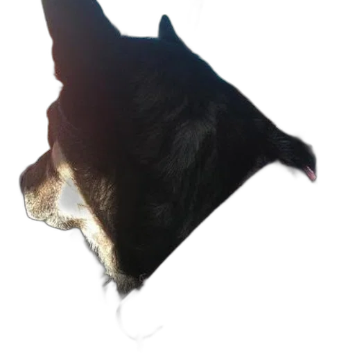 animal, face, mask, staff transparent PNG cut-out