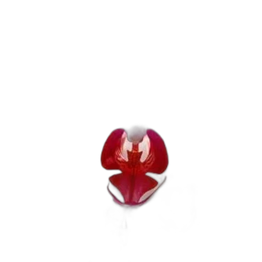 jewelry, crown, flower, mask transparent PNG cut-out