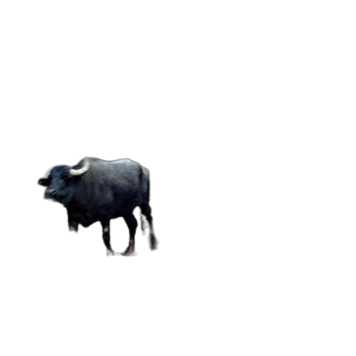 animal, creature, food, car transparent PNG cut-out