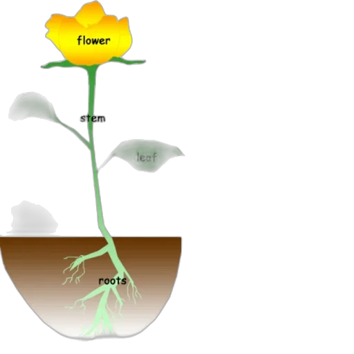 flower, concept art, photorealistic, 3d render transparent PNG cut-out
