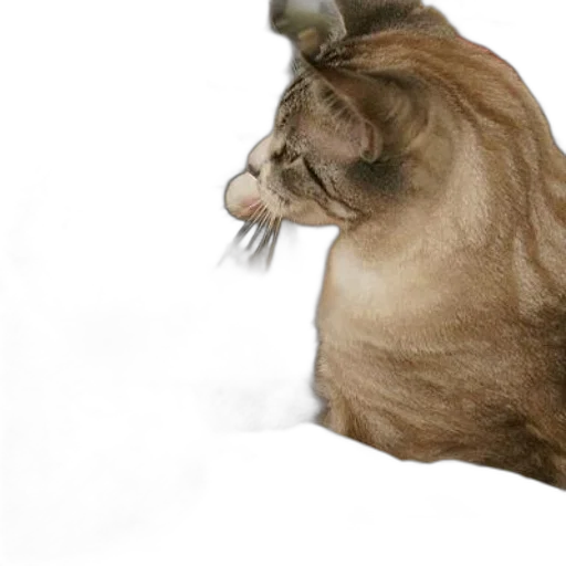 animal, hair, creature, staff transparent PNG cut-out