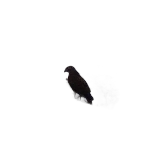 animal, creature, jacket, hat transparent PNG cut-out